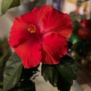 Meet your Posher, Vicki